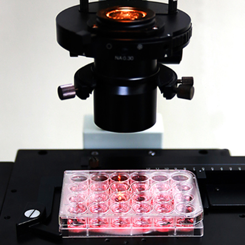 12well Cell Culture Plate(SPL) 이벤트2탄! (30012 ,31012 ,32012)