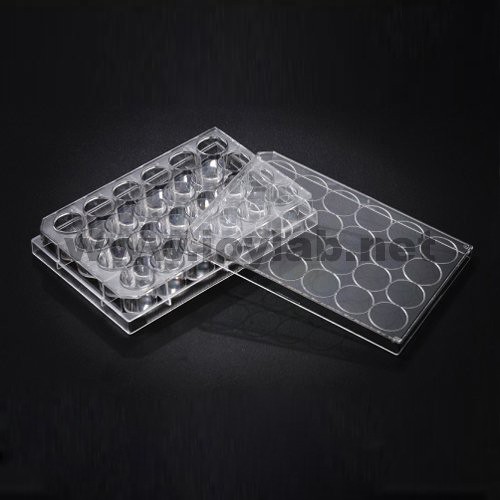 24well Cell Culture Plate(SPL) 이벤트2탄! (30024 ,31024 ,32024)