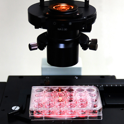 96well Cell Culture Plate(SPL) (30096 ,31096 ,32096)