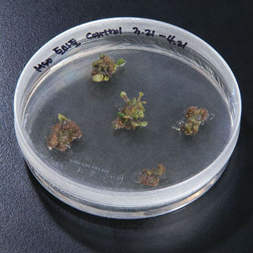 Plant Culture Dish(SPL) (310100,310101,310200)